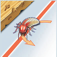 Termite Exposure to Premise Treated Zone